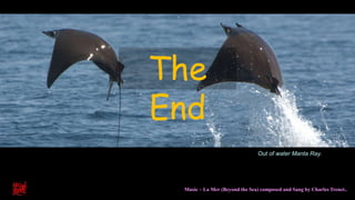The
End
Music – La Mer (Beyond the Sea) composed and Sang by Charles Trenet..
Out of water Manta Ray.
 
