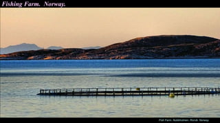 Fish Farm. Nubbholmen. Rorvik. Norway.
Fishing Farm. Norway.
 