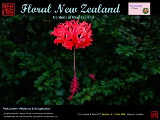 First created 8 May 2017. Version 1.0 - 14 Jun 2016. Daperro. London.
Floral New ZealandGardens of New Zealand
Red Lantern (Hibiscus Schizopetalus)
All rights reserved. Rights belong to their respective owners.
Available free for non-commercial, Educational and personal use.
 