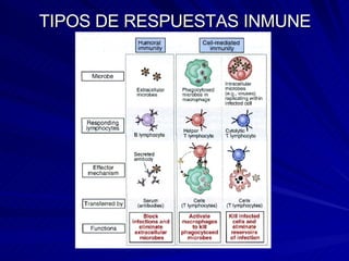 N04 Inmunidad Especifica, Adptativa O Adquirida