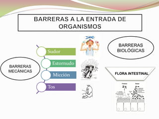 BARRERAS
MECÁNICAS
BARRERAS
BIOLÓGICAS
FLORA INTESTINAL
Sudor
Estornudo
Micción
Tos
 