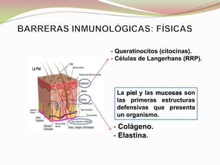La piel y las mucosas son
las primeras estructuras
defensivas que presenta
un organismo.
- Queratinocitos (citocinas).
- Células de Langerhans (RRP).
- Colágeno.
- Elastina.
 