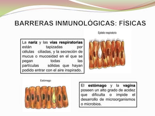 La nariz y las vías respiratorias
están tapizadas por
células ciliadas, y la secreción de
mucus o mucosidad en el que se
pegan todas las
partículas sólidas que hayan
podido entrar con el aire inspirado.
El estómago y la vagina
poseen un alto grado de acidez
que dificulta o impide el
desarrollo de microorganismos
o microbios.
 