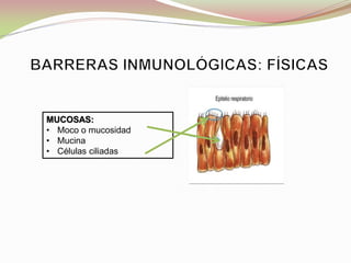 MUCOSAS:
• Moco o mucosidad
• Mucina
• Células ciliadas
 