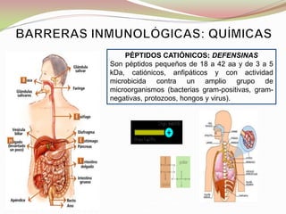 PÉPTIDOS CATIÓNICOS: DEFENSINAS
Son péptidos pequeños de 18 a 42 aa y de 3 a 5
kDa, catiónicos, anfipáticos y con actividad
microbicida contra un amplio grupo de
microorganismos (bacterias gram-positivas, gram-
negativas, protozoos, hongos y virus).
Los fosfolípidos tiene
n un comportamiento
anfipático.
 
