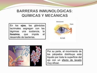 En los ojos, las glándulas
lacrimales segregan con las
lágrimas una sustancia, la
lisozima, que impide el
desarrollo de bacterias.
Por su parte, el movimiento de
los párpados distribuye este
líquido por toda la superficie del
ojo con un efecto de lavado
muy eficaz.
Lisozi
ma
 