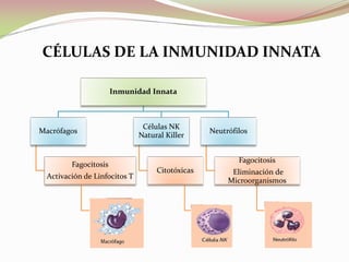 Inmunidad Innata
Macrófagos
Fagocitosis
Activación de Linfocitos T
Células NK
Natural Killer
Citotóxicas
Neutrófilos
Fagocitosis
Eliminación de
Microorganismos
CÉLULAS DE LA INMUNIDAD INNATA
 