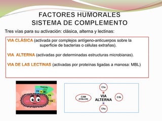Tres vías para su activación: clásica, alterna y lectinas:
VIA
ALTERNA
C3a
C3b
C5a
CAM
(C5b-C9)
(activada por complejos antígeno-anticuerpos sobre la
superficie de bacterias o células extrañas).
(activadas por determinadas estructuras microbianas).
(activadas por proteínas ligadas a manosa: MBL)
 