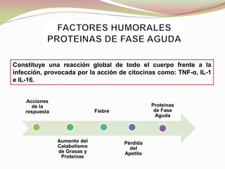 Constituye una reacción global de todo el cuerpo frente a la
infección, provocada por la acción de citocinas como: TNF-α, IL-1
e IL-16.
Acciones
de la
respuesta
Aumento del
Catabolismo
de Grasas y
Proteínas
Fiebre
Pérdida
del
Apetito
Proteínas
de Fase
Aguda
 