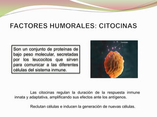 Son un conjunto de proteínas de
bajo peso molecular, secretadas
por los leucocitos que sirven
para comunicar a las diferentes
células del sistema inmune.
Las citocinas regulan la duración de la respuesta inmune
innata y adaptativa, amplificando sus efectos ante los antígenos.
Reclutan células e inducen la generación de nuevas células.
 