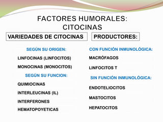 VARIEDADES DE CITOCINAS
CON FUNCIÓN INMUNOLÓGICA:
MACRÓFAGOS
LINFOCITOS T
SIN FUNCIÓN INMUNOLÓGICA:
ENDOTELIOCITOS
MASTOCITOS
HEPATOCITOS
PRODUCTORES:
SEGÚN SU ORIGEN:
LINFOCINAS (LINFOCITOS)
MONOCINAS (MONOCITOS)
SEGÚN SU FUNCION:
QUIMIOCINAS
INTERLEUCINAS (IL)
INTERFERONES
HEMATOPOYETICAS
 