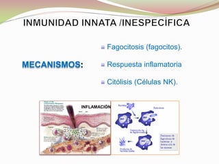 MECANISMOS:
INFLAMACIÓN
Fagocitosis (fagocitos).
Respuesta inflamatoria
Citólisis (Células NK).
 
