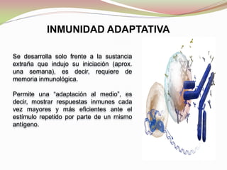 INMUNIDAD ADAPTATIVA
Se desarrolla solo frente a la sustancia
extraña que indujo su iniciación (aprox.
una semana), es decir, requiere de
memoria inmunológica.
Permite una “adaptación al medio”, es
decir, mostrar respuestas inmunes cada
vez mayores y más eficientes ante el
estímulo repetido por parte de un mismo
antígeno.
 