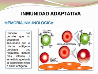 INMUNIDAD ADAPTATIVA
MEMORIA INMUNOLÓGICA:
Proceso que
permite que un
encuentro
secundario con el
mismo antígeno,
produzca una
respuesta inmune
más intensa e
inmediata que la de
la exposición inicial
a dicho antígeno.
 