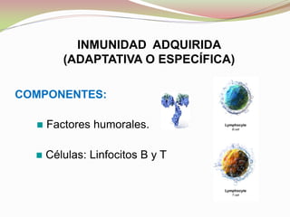 COMPONENTES:
Células: Linfocitos B y T
Factores humorales.
INMUNIDAD ADQUIRIDA
(ADAPTATIVA O ESPECÍFICA)
 