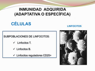 SUBPOBLACIONES DE LINFOCITOS:
 Linfocitos T.
 Linfocitos B.
 Linfocitos reguladores CD25+
LINFOCITOS
CÉLULAS
INMUNIDAD ADQUIRIDA
(ADAPTATIVA O ESPECÍFICA)
 