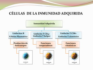 Inmunidad Adquirida
Linfocitos B
Células Plasmática
Producción de
Anticuerpos
Linfocito T CD4+
Linfocito T helper
Funciones
cooperadoras
Linfocito T CD8+
Linfocito T citotóxico
Funciones
citotóxicas
CÉLULAS DE LA INMUNIDAD ADQUIRIDA
 