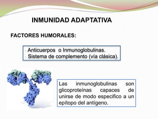 ▫ Anticuerpos o Inmunoglobulinas.
▫ Sistema de complemento (vía clásica).
Las inmunoglobulinas son
glicoproteínas capaces de
unirse de modo especifico a un
epítopo del antígeno.
INMUNIDAD ADAPTATIVA
FACTORES HUMORALES:
 