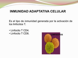 INMUNIDAD ADAPTATIVA CELULAR
Es el tipo de inmunidad generada por la activación de
los linfocitos T.
• Linfocito T CD4.
• Linfocito T CD8. LINFOCITOS
 