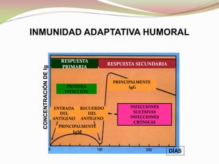 INMUNIDAD ADAPTATIVA HUMORAL
RESPUESTA
PRIMARIA
RESPUESTA SECUNDARIA
PRIMERA
INFECCIÓN
ENTRADA
DEL
ANTÍGENO
RECUERDO
DEL
ANTÍGENO
PRINCIPALMENTE
IgM
PRINCIPALMENTE
IgG
INFECCIONES
SUCESIVAS
INFECCIONES
CRÓNICAS
CONCENTRACIÓN
DE
Ig
DÍAS
 