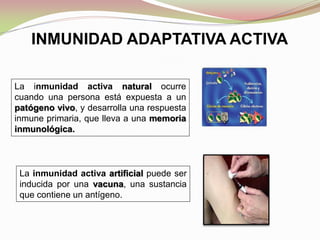 INMUNIDAD ADAPTATIVA ACTIVA
La inmunidad activa natural ocurre
cuando una persona está expuesta a un
patógeno vivo, y desarrolla una respuesta
inmune primaria, que lleva a una memoria
inmunológica.
La inmunidad activa artificial puede ser
inducida por una vacuna, una sustancia
que contiene un antígeno.
 