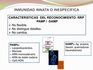 CARACTERISTICAS DEL RECONOCIMIENTO: RRP
PAMP / DAMP
 No flexible.
 No distingue detalles.
 No cambia.
PAMPs:
o Lipopolisacáridos.
o Manosa.
o ARN monocatenario
o ARN de doble cadena.
o CpG ADN.
DAMPs: Ag propios
(lesión, quemaduras
traumatismos)
 