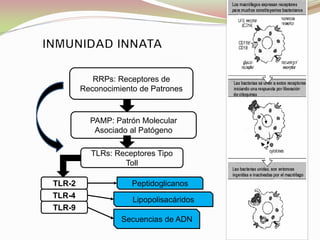 RRPs: Receptores de
Reconocimiento de Patrones
TLRs: Receptores Tipo
Toll
TLR-2
TLR-9
TLR-4
Peptidoglicanos
Lipopolisacáridos
Secuencias de ADN
PAMP: Patrón Molecular
Asociado al Patógeno
 