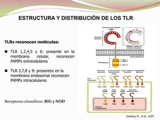TLRs reconocen moléculas:
 TLR 1,2,4,5 y 6: presente en la
membrana celular, reconocen
PAMPs extracelulares
 TLR 3,7,8 y 9: presentes en la
membrana endosomal reconocen
PAMPs intracelulares
Receptores citosólicos: RIG y NOD
Goldsby R., et al., 2007.
ESTRUCTURA Y DISTRIBUCIÓN DE LOS TLR
 