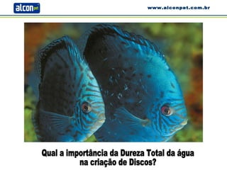 Qual a importância da Dureza Total da água na criação de Discos? www.alconpet.com.br 