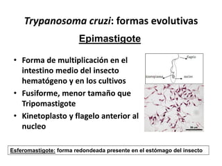 Trypanosoma cruzi: formas evolutivas
• Forma de multiplicación en el
intestino medio del insecto
hematógeno y en los cultivos
• Fusiforme, menor tamaño que
Tripomastigote
• Kinetoplasto y flagelo anterior al
nucleo
Epimastigote
Esferomastigote: forma redondeada presente en el estómago del insecto
 