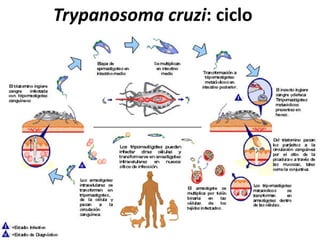 Trypanosoma cruzi: ciclo
 