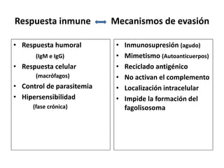 Respuesta inmune Mecanismos de evasión
• Respuesta humoral
(IgM e IgG)
• Respuesta celular
(macrófagos)
• Control de parasitemia
• Hipersensibilidad
(fase crónica)
• Inmunosupresión (agudo)
• Mimetismo (Autoanticuerpos)
• Reciclado antigénico
• No activan el complemento
• Localización intracelular
• Impide la formación del
fagolisosoma
 