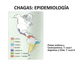 CHAGAS: EPIDEMIOLOGÍA
Países andinos y
Centroamérica: T. cruzi I
Argentina y Chile: T. cruzi II
 