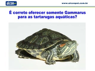 É correto oferecer somente Gammarus para as tartarugas aquáticas? www.alconpet.com.br 