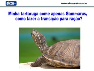 Minha tartaruga come apenas Gammarus, como fazer a transição para ração? www.alconpet.com.br 