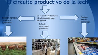 El circuito productivo de la leche 
Es una actividad antigua 
y tradicional del área 
pampeana 
Eslabón agrícola 
o primario 
(ganadería) 
Eslabón 
secundario 
(industria) 
Eslabón 
terciario 
(comercio) 
 