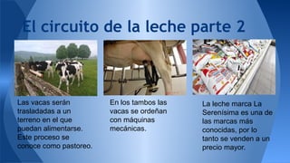 El circuito de la leche parte 2 
En los tambos las 
vacas se ordeñan 
con máquinas 
mecánicas. 
Las vacas serán 
trasladadas a un 
terreno en el que 
puedan alimentarse. 
Este proceso se 
conoce como pastoreo. 
La leche marca La 
Serenísima es una de 
las marcas más 
conocidas, por lo 
tanto se venden a un 
precio mayor. 

