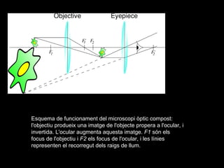   Esquema de funcionament del microscopi òptic compost: l'objectiu produeix una imatge de l'objecte propera a l'ocular, i invertida. L'ocular augmenta aquesta imatge.  F1  són els focus de l'objectiu i  F2  els focus de l'ocular, i les línies representen el recorregut dels raigs de llum. 