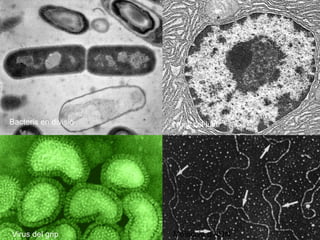Bacteris en divisió Nucli cel·lular Virus del grip Molècula   d’ADN 