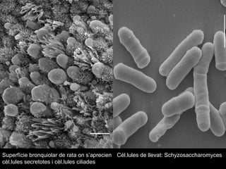 Superfície bronquiolar de rata on s’aprecien cèl.lules secretotes i cèl.lules ciliades  Cèl.lules de llevat: Schyzosaccharomyces  