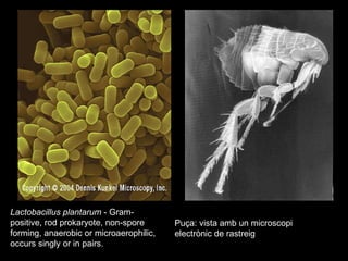 Lactobacillus plantarum  - Gram-positive, rod prokaryote, non-spore forming, anaerobic or microaerophilic, occurs singly or in pairs.  Puça: vista amb un microscopi electrònic de rastreig  