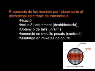 Preparació de les mostres per l’observació al microscopi electrònic de transmissió Fixació Inclusió i eduriment (deshidratació) Obtenció de talls ultrafins Immersió en metalls pesats (contrast) Muntatge en reixetes de coure 
