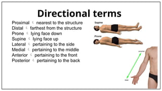 N231 Medical Terminology.pptx Nursing 231 SIUE | PPTX