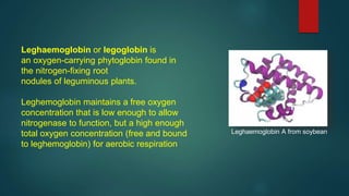 Leghemoglobin Source Root N2 CYCLE PRESENTATION. 11.05.22.pptx gkfv | PPTX