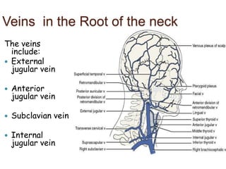 Veins in the Root of the neck
The veins
include:
 External
jugular vein
 Anterior
jugular vein
 Subclavian vein
 Internal
jugular vein
 