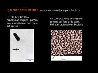 d) ALTRES ESTRUCTURES  que només presenten alguns bacteris. ELS FLAGELS: Són expansions llargues i primes que produeixen el moviment del bacteri LA CÀPSULA: és una coberta externa per fora de la paret. Hidrata i protegeix els bacteris 
