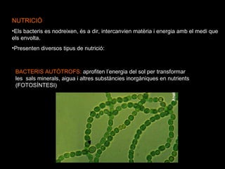NUTRICIÓ Els bacteris es nodreixen, és a dir, intercanvien matèria i energia amb el medi que els envolta. Presenten diversos tipus de nutrició: BACTERIS AUTÒTROFS:   aprofiten l’energia del sol per transformar les  sals minerals, aigua i altres substàncies inorgàniques en nutrients  (FOTOSÍNTESI)  