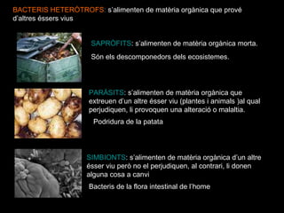 BACTERIS HETERÒTROFS :  s’alimenten de matèria orgànica que prové d’altres éssers vius SAPRÒFITS : s’alimenten de matèria orgànica morta. PARÀSITS : s’alimenten de matèria orgànica que extreuen d’un altre ésser viu (plantes i animals )al qual perjudiquen, li provoquen una alteració o malaltia.  SIMBIONTS : s’alimenten de matèria orgànica d’un altre ésser viu però no el perjudiquen, al contrari, li donen alguna cosa a canvi Podridura de la patata Són els descomponedors dels ecosistemes. Bacteris de la flora intestinal de l’home 