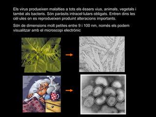 Els virus produeixen malalties a tots els éssers vius, animals, vegetals i també als bacteris. Són paràsits intracel·lulars obligats. Entren dins les cèl·ules on es reprodueixen produint alteracions importants.  Són de dimensions molt petites entre 9 i 100 nm, només els podem visualitzar amb el microscopi electrònic 