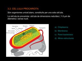 3.2. CEL·LULA PROCARIOTA Són organismes unicel.lulars, constituïts per una sola cèl.lula. La cèl.lula és procariota: cèl.lula de dimensions reduïdes ( 1-3  µm de diàmetre)  i sense nucli. Citoplasma Membrana Paret bacteriana Altres estructures 